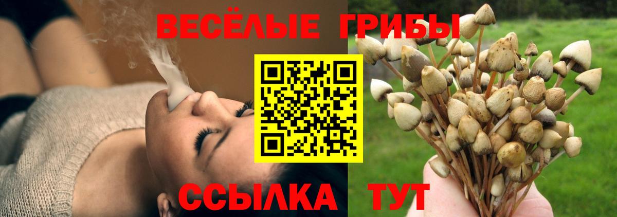 Тайшет  Псилоцибиновые грибы GOLDEN TEACHER  купить наркотик  Вход с VPN 